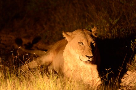 愛貓的我見到獅子這類貓科動物特別有親切感。
